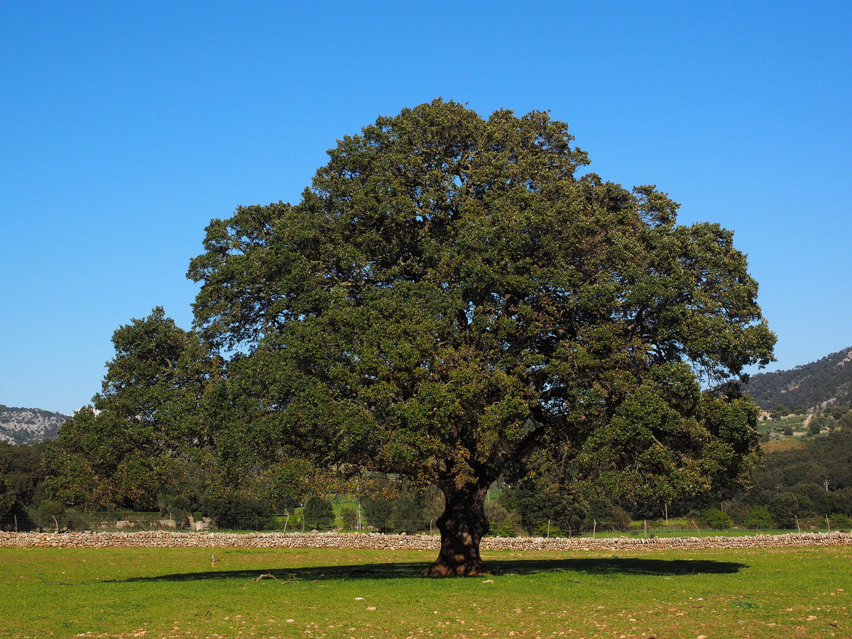 origin-of-the-word-camphor-house-of-mangalam